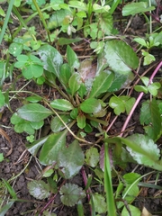 Lysimachia candida