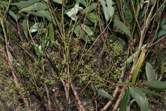 Eucalyptus cloeziana