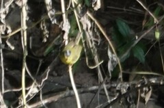 Phylloscopus tephrocephalus