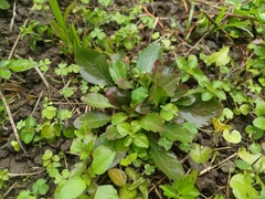 Lysimachia candida