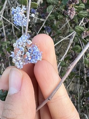 Ceanothus tomentosus