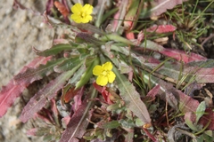 Camissoniopsis
