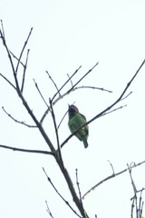 Psilopogon duvaucelii