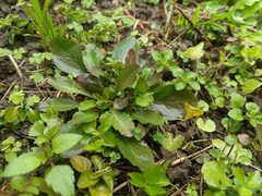 Lysimachia candida