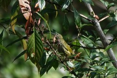 Kurochkinegramma hypogrammicum