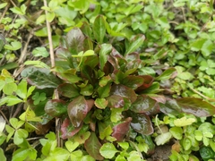 Lysimachia candida
