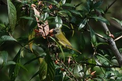 Kurochkinegramma hypogrammicum