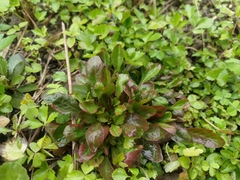 Lysimachia candida