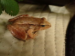 Rana chaochiaoensis