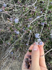 Ceanothus tomentosus