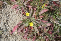 Camissoniopsis