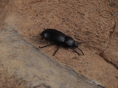 Notocorax javanus