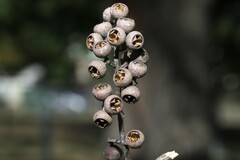 Eucalyptus cloeziana