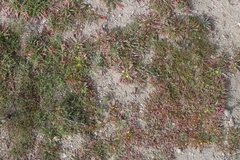 Camissoniopsis