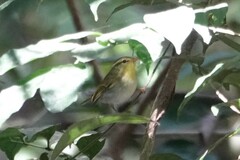 Phylloscopus cantator