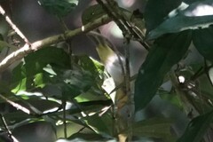 Phylloscopus cantator