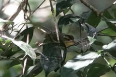 Phylloscopus cantator