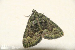 Austrocidaria callichlora