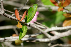 Alectryon diversifolius