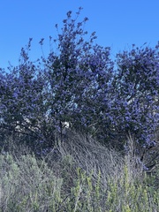 Ceanothus tomentosus