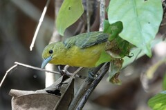 Aegithina lafresnayei