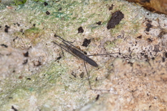 Aquarius paludum paludum