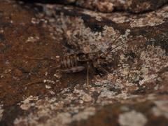 Thetella elegans