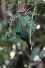 Chalcoparia singalensis