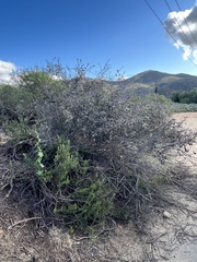 Ceanothus tomentosus