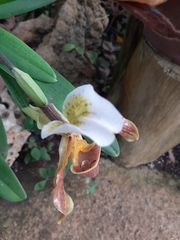 Paphiopedilum