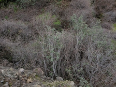 Frangula californica tomentella