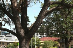 Eucalyptus cloeziana