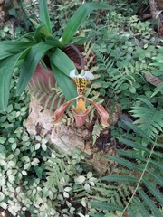 Paphiopedilum