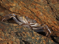 Geograpsus crinipes