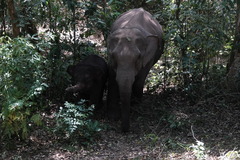 Elephas maximus