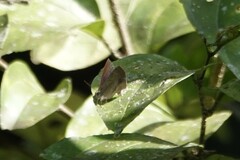 Surendra quercetorum