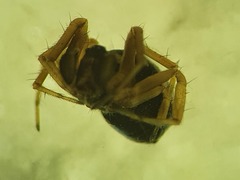 Neriene furtiva