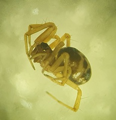 Neriene furtiva