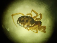 Neriene furtiva