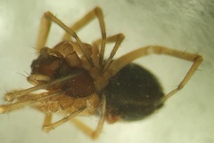 Neriene furtiva