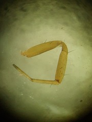 Neriene furtiva