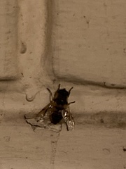Eristalis tenax