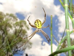 Argiope bullocki