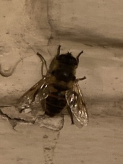Eristalis tenax