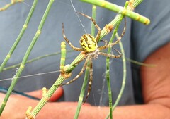 Argiope bullocki