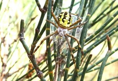 Argiope bullocki