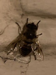 Eristalis tenax