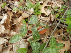 Trillium recurvatum