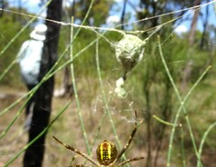 Argiope bullocki