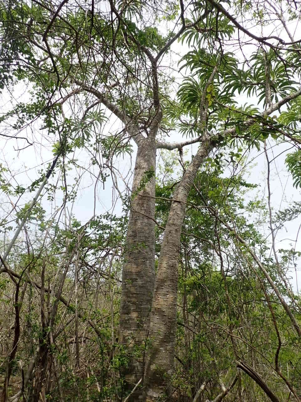 Imagem de Pachypodium